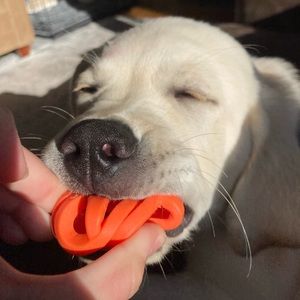 Meet your Posher, Riley